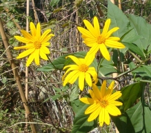 Sunchoke flowers (03906)