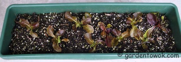Lettuce in windowbox (06035)