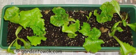 Windowbox lettuce (06112)