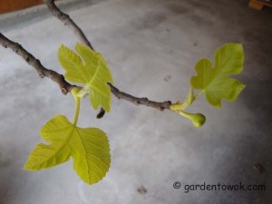 Fig tree (06370)