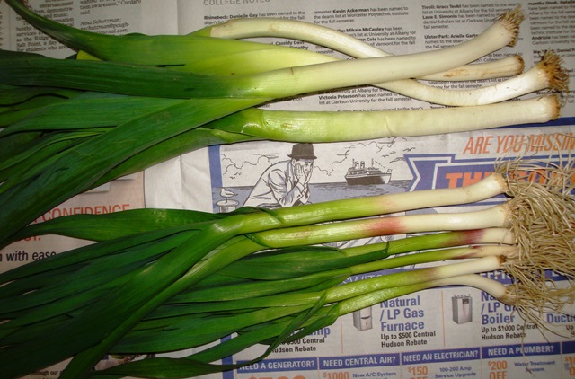 Leeks & garlic green (06374)