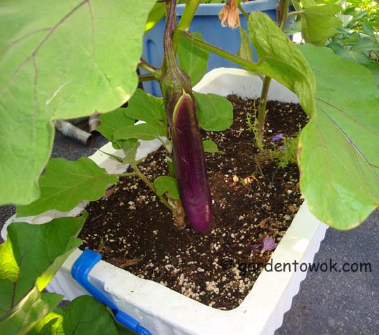 Ping Tung eggplant in container (06546)