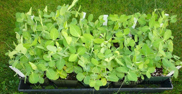 suger snap peas seedlings (06549)