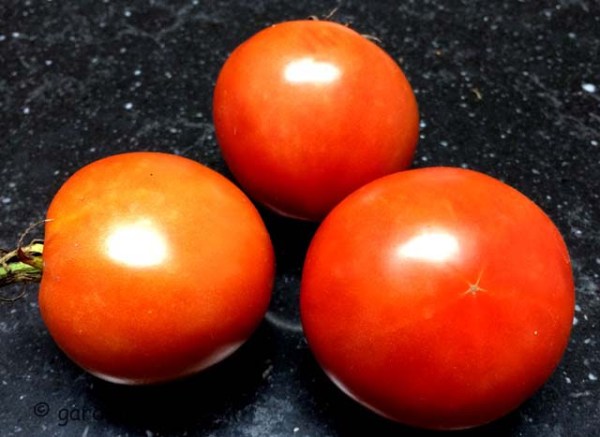 brandywine tomato (IMG_0598)