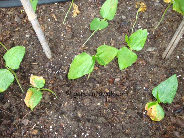 Chinese long beans seedlings (07750)