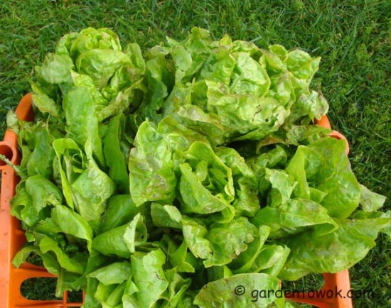 lettuce (07831)