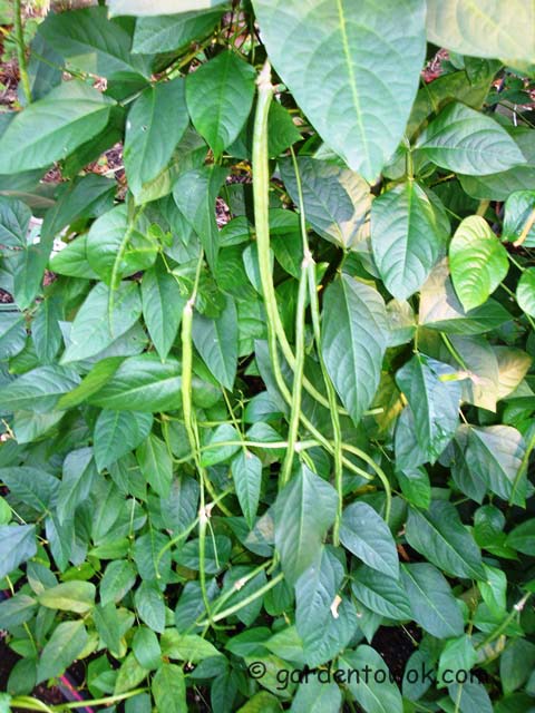 Chinese long beans (08200)